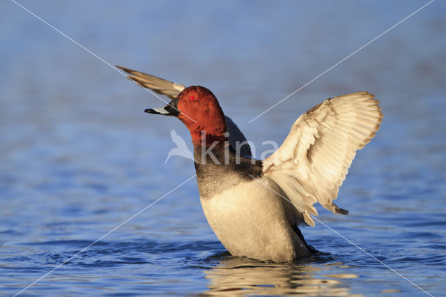 Pochard (Aythya ferina)