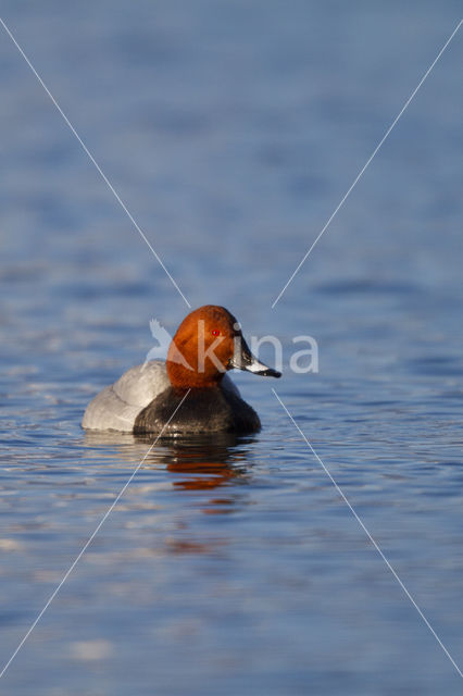 Pochard (Aythya ferina)