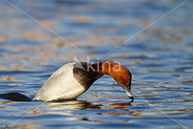 Pochard (Aythya ferina)