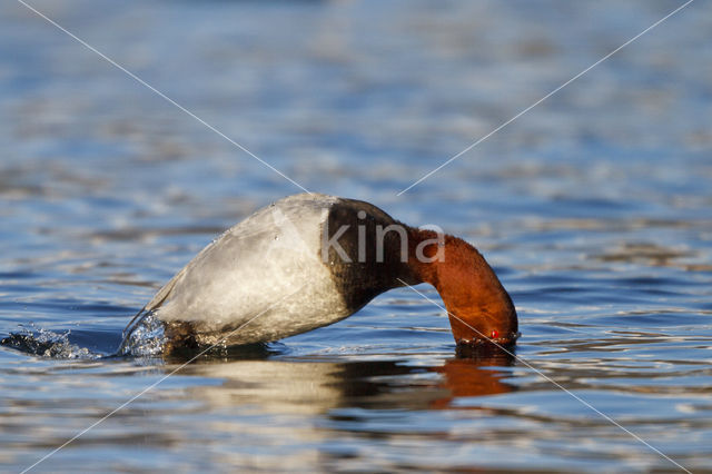 Pochard (Aythya ferina)