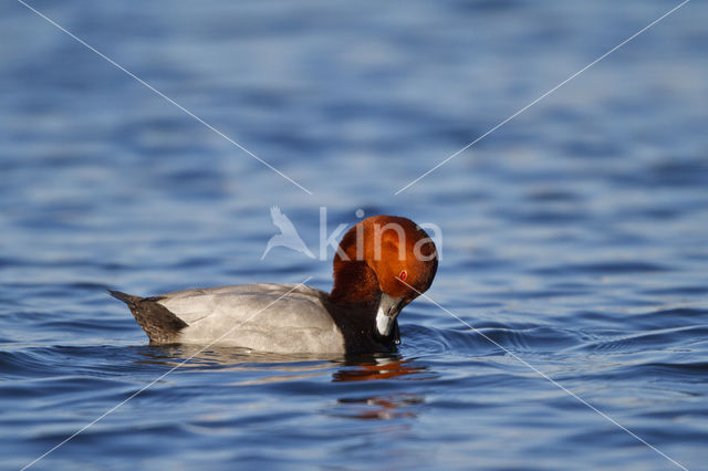 Pochard (Aythya ferina)