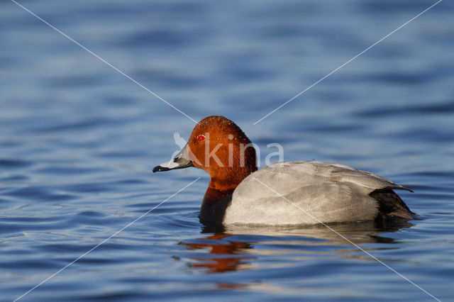 Pochard (Aythya ferina)