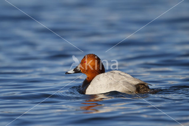 Pochard (Aythya ferina)