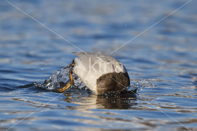 Pochard (Aythya ferina)