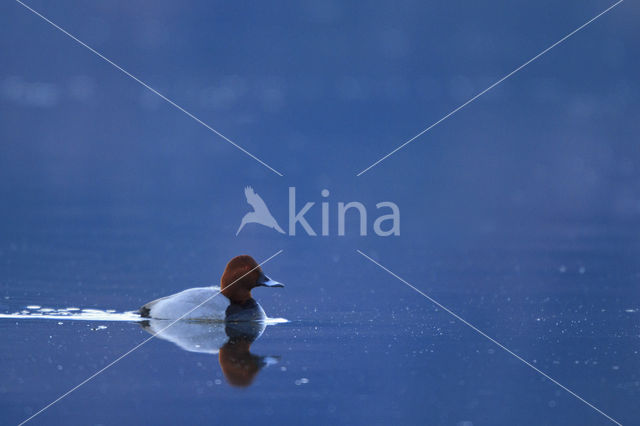 Pochard (Aythya ferina)