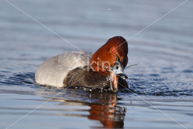 Pochard (Aythya ferina)