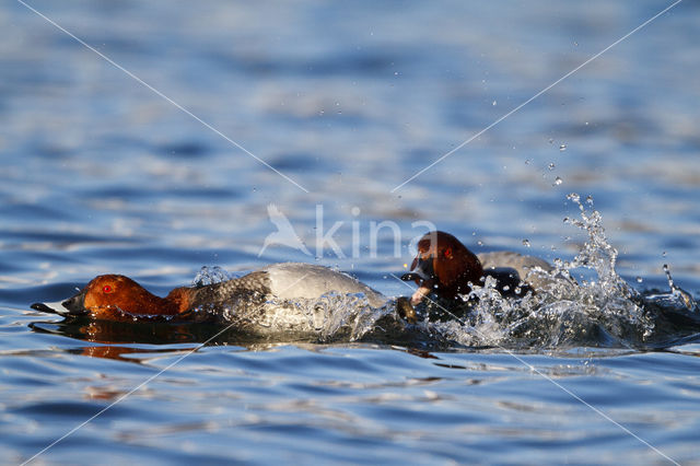 Pochard (Aythya ferina)