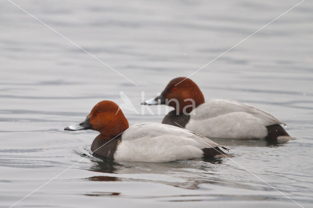 Pochard (Aythya ferina)