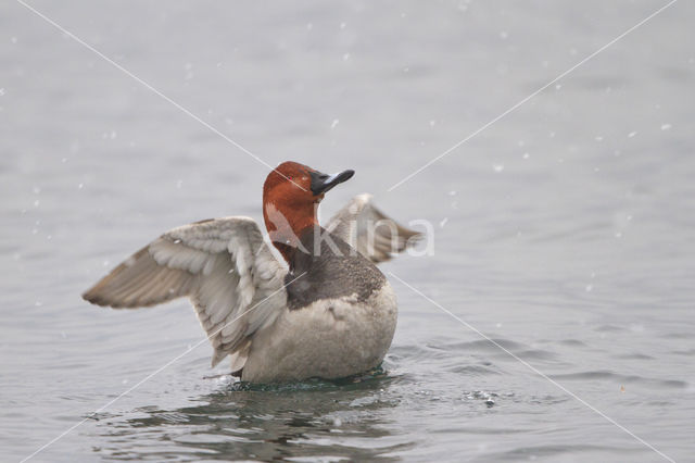 Pochard (Aythya ferina)