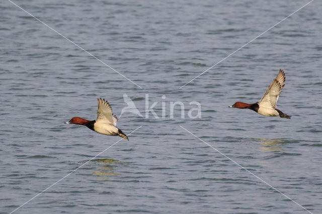 Pochard (Aythya ferina)