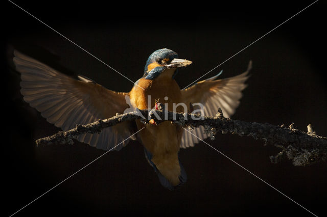 Kingfisher (Alcedo atthis)