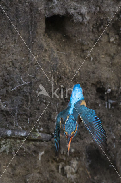 IJsvogel (Alcedo atthis)