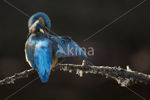 IJsvogel (Alcedo atthis)