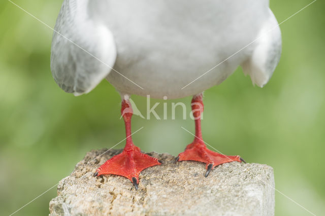 Arctic Tern (Sterna paradisaea)