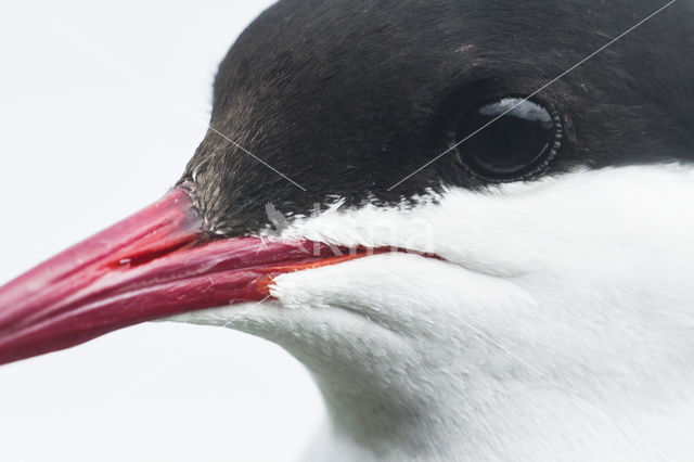 Arctic Tern (Sterna paradisaea)