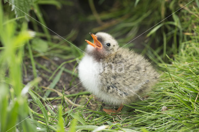 Arctic Tern (Sterna paradisaea)