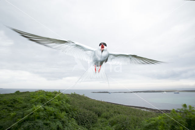 Arctic Tern (Sterna paradisaea)