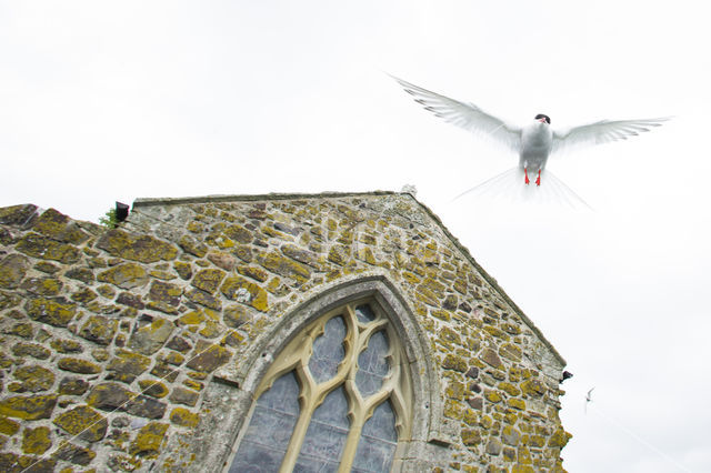 Arctic Tern (Sterna paradisaea)