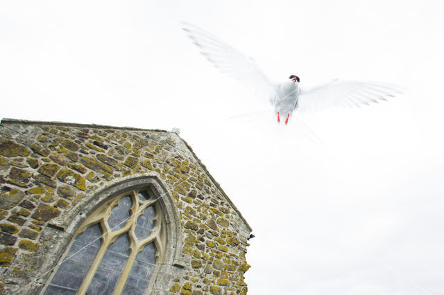 Arctic Tern (Sterna paradisaea)