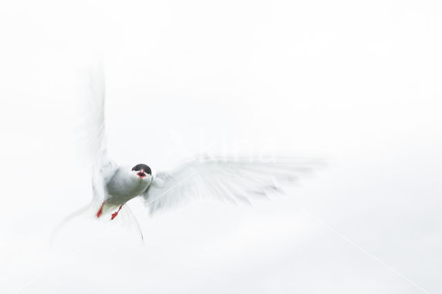 Arctic Tern (Sterna paradisaea)