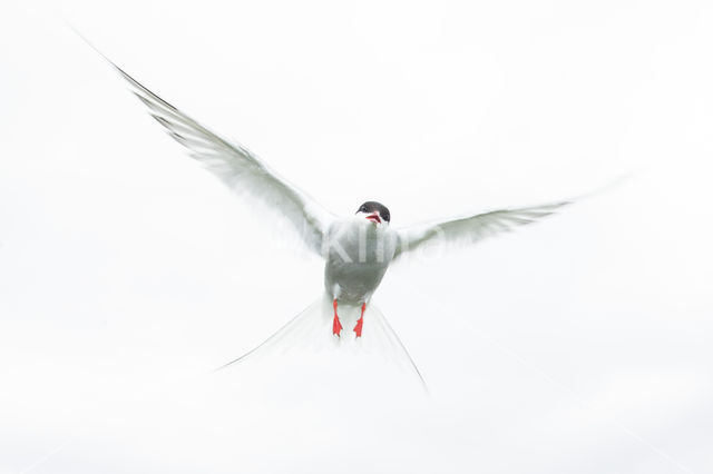 Arctic Tern (Sterna paradisaea)