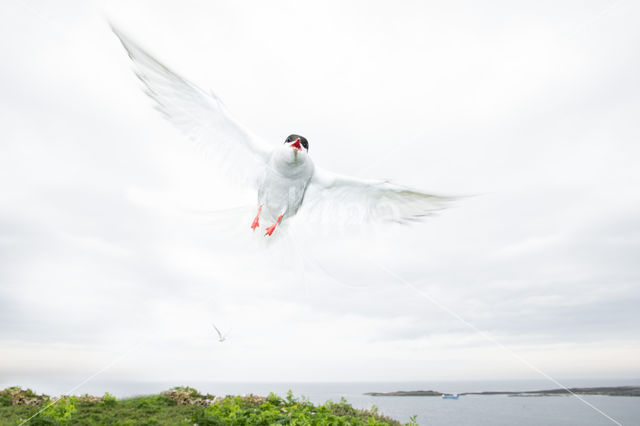 Arctic Tern (Sterna paradisaea)