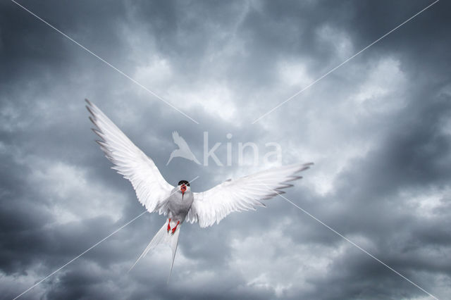 Arctic Tern (Sterna paradisaea)