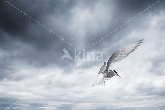 Arctic Tern (Sterna paradisaea)