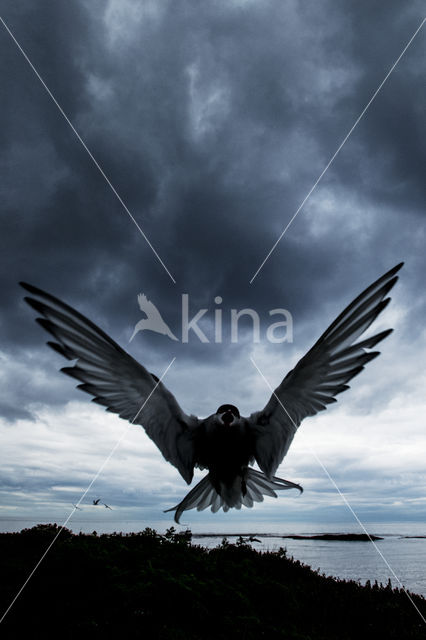 Arctic Tern (Sterna paradisaea)