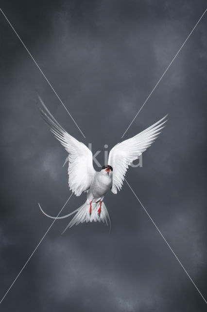 Arctic Tern (Sterna paradisaea)