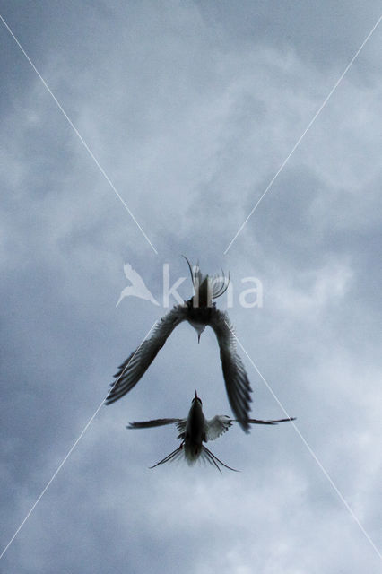 Arctic Tern (Sterna paradisaea)