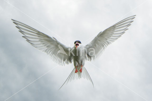 Arctic Tern (Sterna paradisaea)
