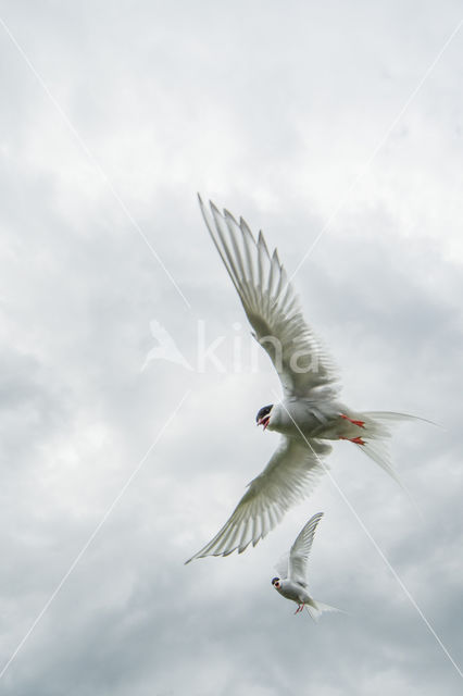 Arctic Tern (Sterna paradisaea)