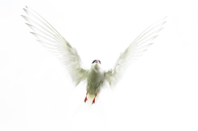 Arctic Tern (Sterna paradisaea)