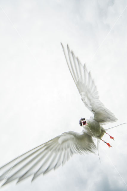 Arctic Tern (Sterna paradisaea)