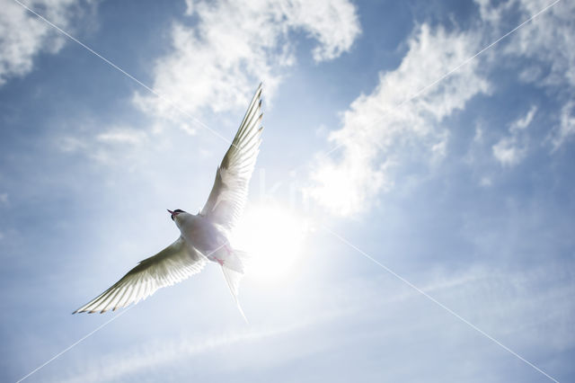 Arctic Tern (Sterna paradisaea)