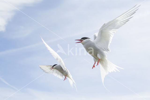 Arctic Tern (Sterna paradisaea)