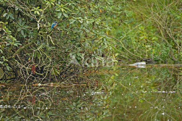 Kingfisher (Alcedo atthis)