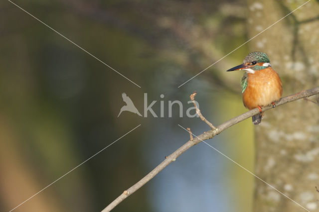 Kingfisher (Alcedo atthis)