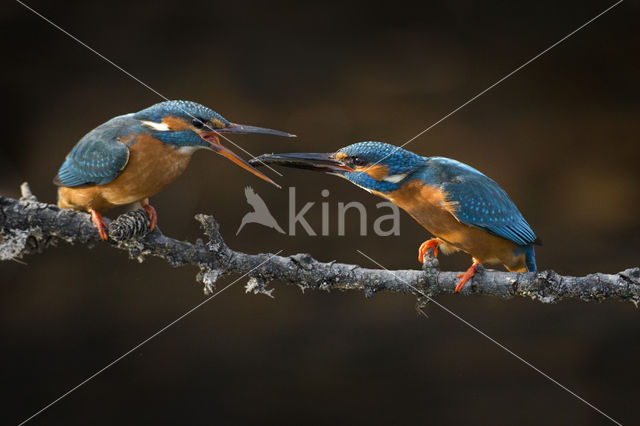 Kingfisher (Alcedo atthis)