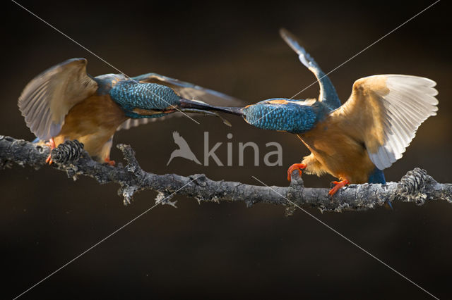 IJsvogel (Alcedo atthis)