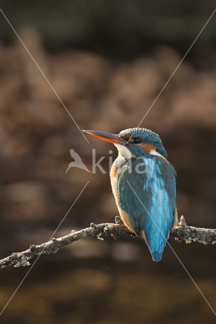 Kingfisher (Alcedo atthis)