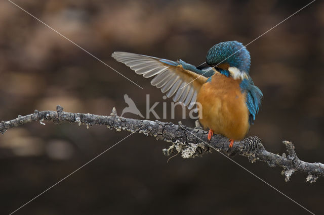 IJsvogel (Alcedo atthis)