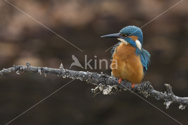 Kingfisher (Alcedo atthis)