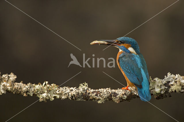 IJsvogel (Alcedo atthis)