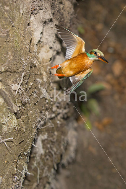 Kingfisher (Alcedo atthis)