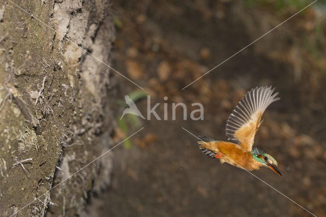 Kingfisher (Alcedo atthis)