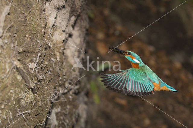 IJsvogel (Alcedo atthis)