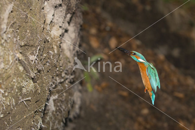 Kingfisher (Alcedo atthis)