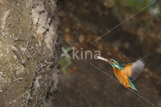 Kingfisher (Alcedo atthis)